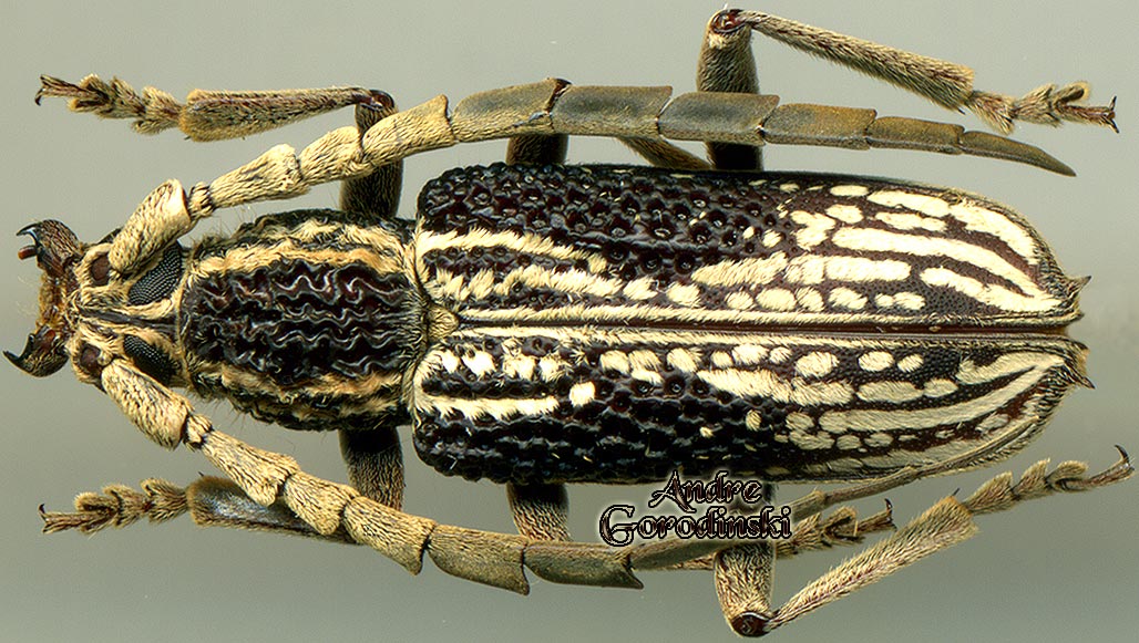 http://www.gorodinski.ru/cerambyx/Xoanodera bintuluensis.jpg